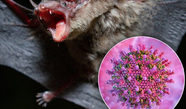 Nipah Virüsü Hakkında Merak Edilenler: Nasıl Bulaşır, Ne Kadar Tehlikeli?