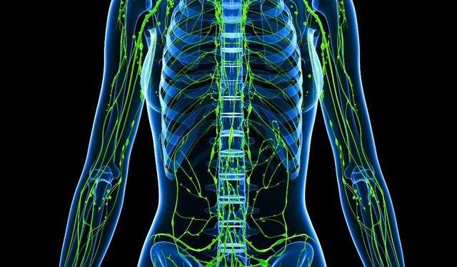 Lenf Sistemi Çalışmazsa Ne Olur? Uzmanlar Günlük 5 Alışkanlığı Öneriyor