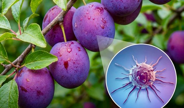 Akciğer Kanseri Araştırmasında Erik Sürprizi