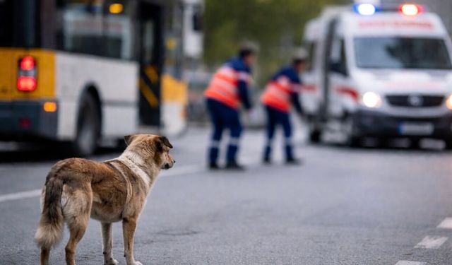 Trabzon’da Sahipsiz Köpek Faciası: Gözler Belediyede
