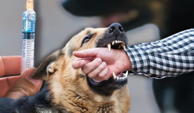 Kuduz Nasıl Bulaşır? Isırık Sonrası Ne Yapmalı?