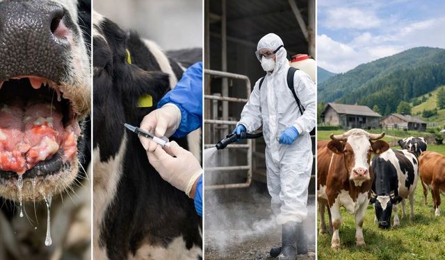 Trabzon’da Şap Alarmı! Araklı’da Gözetim Karantinası Başlatıldı