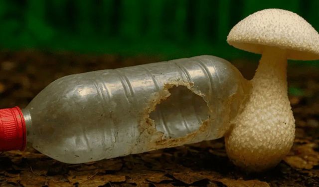 Dünyayı Temizleyen Mantar mı, Yeni Bir Tehdit mi?