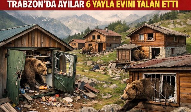 Trabzon’da Ayılar 6 Yayla Evini Talan Etti