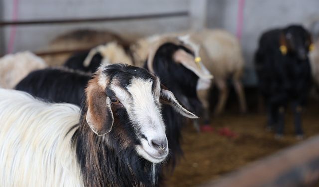 2026 kurbanlık fiyatları belli olmaya başladı: Büyükbaş ve küçükbaşta son tablo
