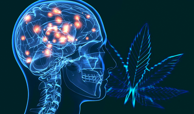 Cannabis gerçekten anti-inflamatuvar mı? Yeni araştırma ezberi bozdu