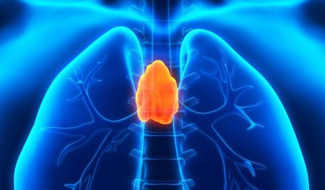 Uzun Yaşamın Anahtarı Bu Organ Olabilir: Timüs İçin Dikkat Çeken Araştırma