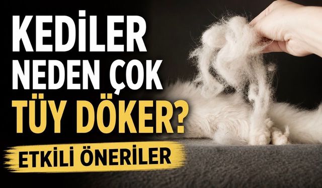 Kaliteli Mama Yetmeyebilir: Kedilerde Aşırı Tüy Dökülmesine Karşı Etkili Öneriler