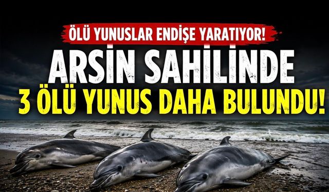Trabzon’da ölü Yunuslar Endişe Yaratıyor: Arsin Sahilinde 3 Ölü Yunus Daha Bulundu