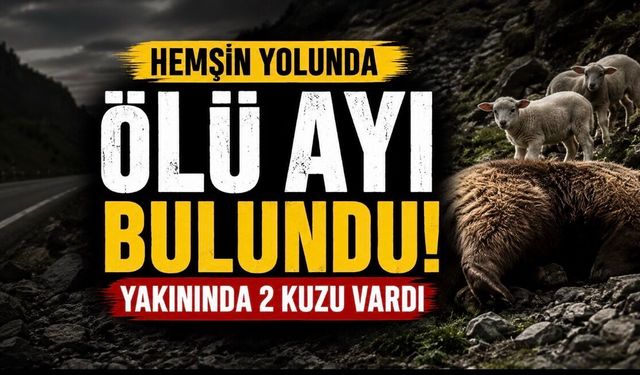 Hemşin Bağlantı Yolunda Şaşırtan Görüntü: Yol Kenarında Ölü Ayı Bulundu