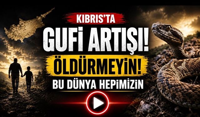 Kıbrıs’ta Gufi Popülasyonunda Artış: Uzmanlardan “Öldürmeyin” Çağrısı