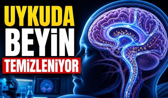 Uyku Sırasında Beyin Kendini Temizliyor: Bilim İnsanları Bu Mekanizmayı İnceliyor