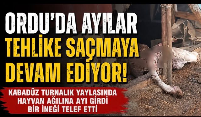 Ordu’da Korkutan Olay: Ayı Ağıla Girdi, Bir İneği Telef Etti