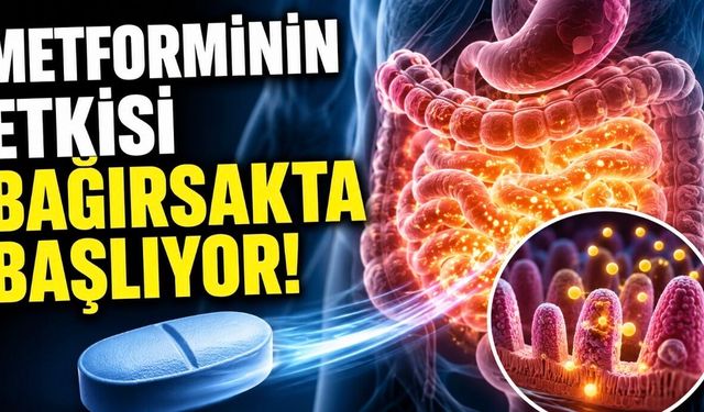 Metforminin Etkisi Bağırsakta Başlıyor: Diyabet İlacı İçin Yeni Mekanizma