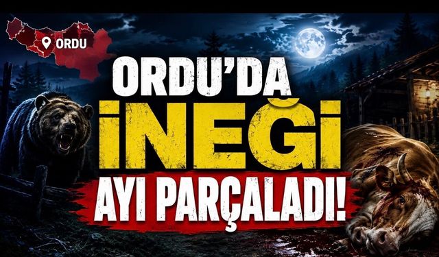 Ordu’da Korku Gecesi: Bahçede Otlayan İneği Ayı Parçaladı