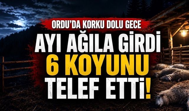 Ordu’da Ayı Ağıla Girdi: 6 Koyun Telef Oldu