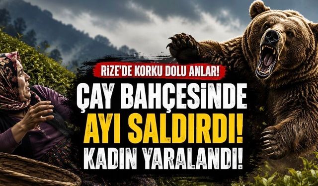 Rize’de Ayı Saldırısı: Çay Bahçesinde Çalışan Kadın Yaralandı