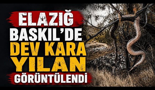 Elazığ Baskil’de Kara Yılan Paniği: O Anlar Kamerada