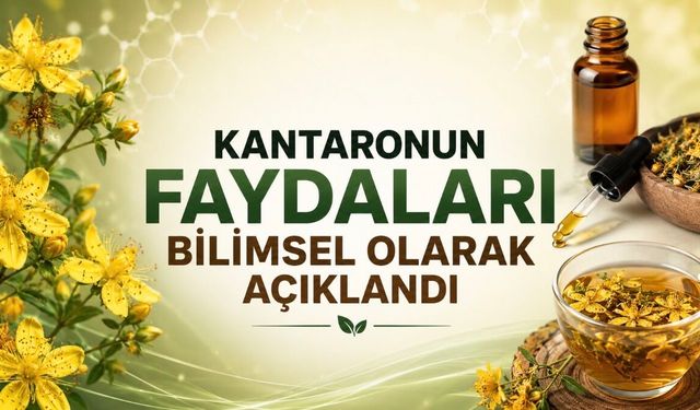 Kantaron Yağı Nedir, Ne İşe Yarar? Faydaları ve Riskleri Bilimsel Verilerle Açıklandı
