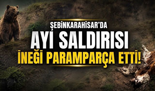 Şebinkarahisar’da Ayı Alarmı: Köyde Telef Olan İnek Tedirginlik Yarattı