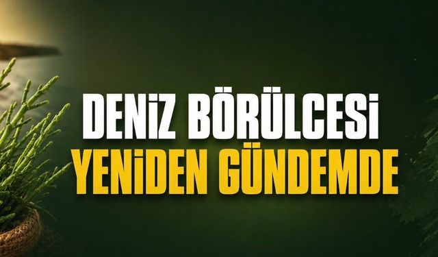 Yabani Ot Deniz Börülcesi Yeniden Gündemde: Değersiz Görülen Bitki Üreticiye Gelir Kapısı Oldu