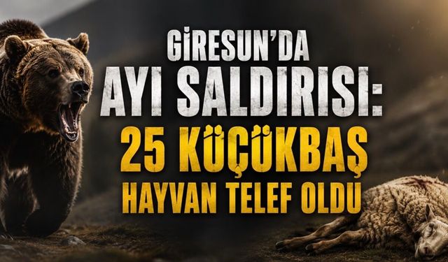 Giresun’da ayı saldırısı: Meradaki 25 küçükbaş hayvan telef oldu