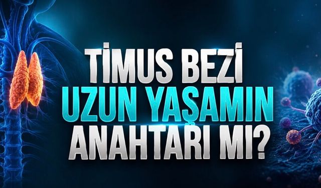 Timus bezi uzun yaşamın anahtarı olabilir mi? Nature’dan dikkat çeken analiz