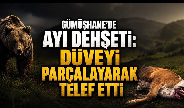 Gümüşhane’de ayı dehşeti: Düveyi parçalayarak telef etti”