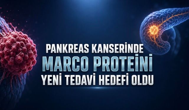 Pankreas kanseri araştırmasında umut veren MARCO bulgusu