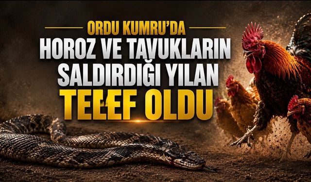 Ordu’da Horoz ve Tavukların Saldırdığı Yılan Telef Oldu