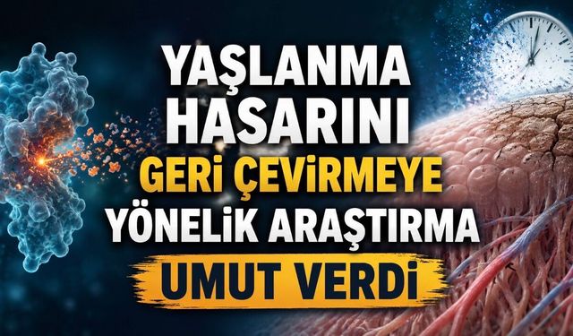 Yaşlanma Hasarını Geri Çevirmeye Yönelik Araştırma Umut Verdi