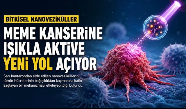 Sarı Kantaron Nanovezikülleri Meme Kanserini Deneyde Baskıladı