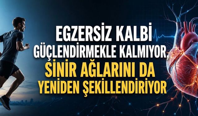 Egzersiz Kalbi Güçlendirmekle Kalmıyor, Sinir Ağlarını da Yeniden Şekillendiriyor