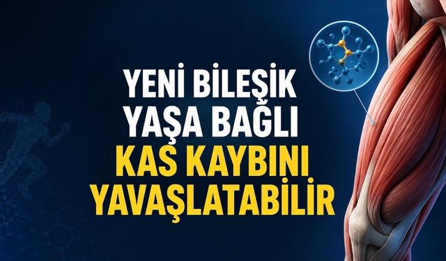 Kas Onarımını Güçlendiren Yeni Molekül Yaşlanmaya Umut Oldu