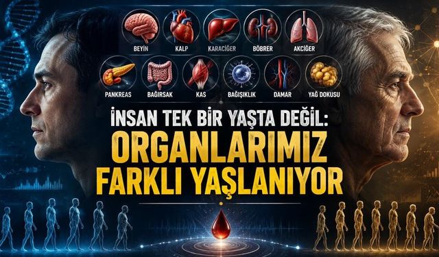 İnsan Tek Bir Yaşta Değil: Organlarımız Farklı Yaşlanıyor