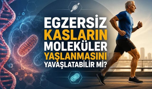 Egzersiz Kasları Moleküler Olarak Genç Tutabilir mi?