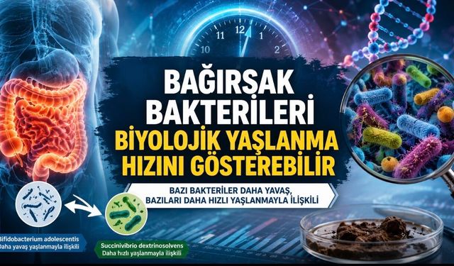 Bağırsak Bakterileri Biyolojik Yaşlanma Hızını Gösterebilir