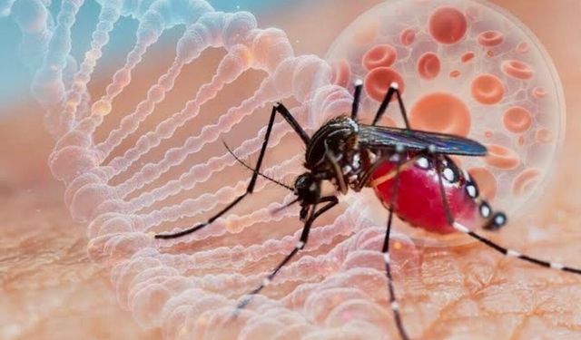 Dang Virüsü Nedir? Sivrisinek Isırığı Sonrası Ortaya Çıkabilen Belirtiler