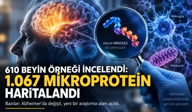 610 Beyin Örneği İncelendi: 1.067 Mikroprotein Haritalandı, Bazıları Alzheimer’da Değişti