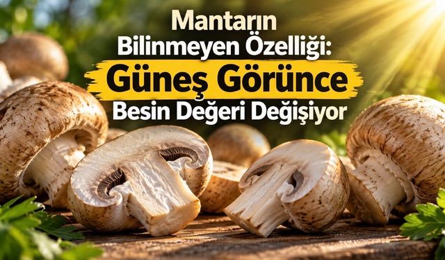 Mantarın Faydaları Neler? Besin Değeri, D Vitamini ve Bilimsel Kanıtlar