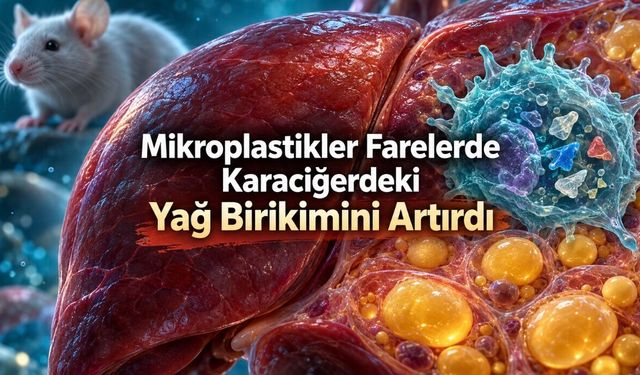 Mikroplastikler Farelerde Karaciğerde Yağ Birikimini Artırdı.