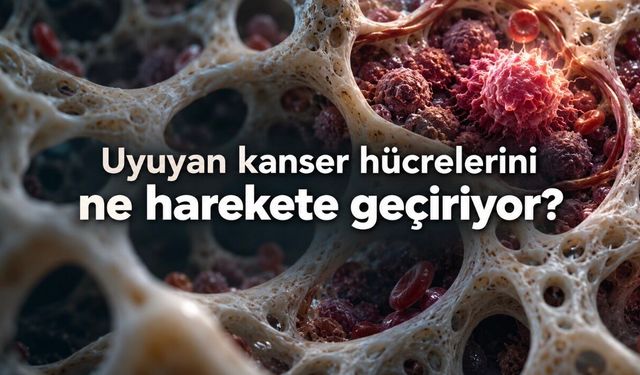 Kanser neden yıllar sonra tekrarlar? Uyuyan hücrelere ilişkin yeni araştırma