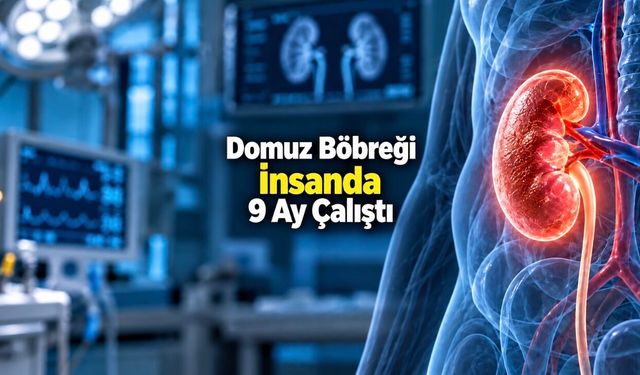 Diyalizin Geleceğini Değiştirebilir: Domuz Böbreği İnsanda 9 Ay İşlev Gördü