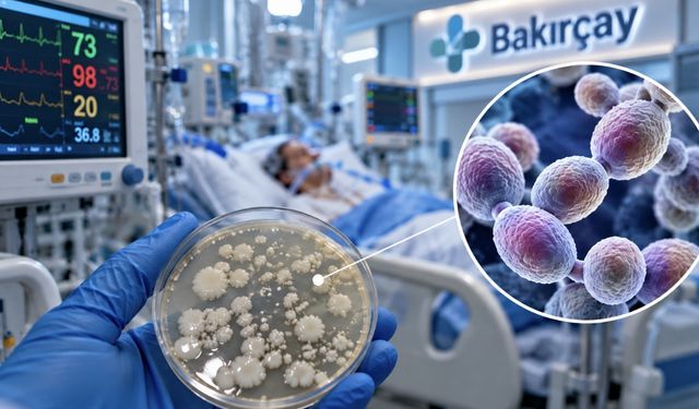 Yoğun Bakımda Candida auris: 70 Hastanın 7’sinde Tehlikeli Mantar Saptandı