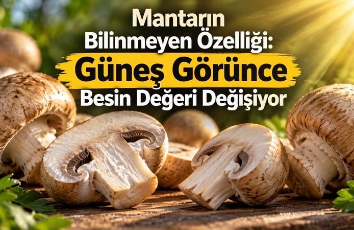 Mantarın Faydaları Neler? Besin Değeri, D Vitamini ve Bilimsel Kanıtlar