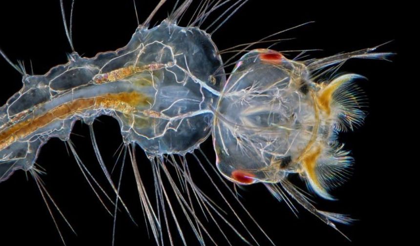 Sıtma Tedavisinde Bu Hatalar Dirence Kapı Açıyor