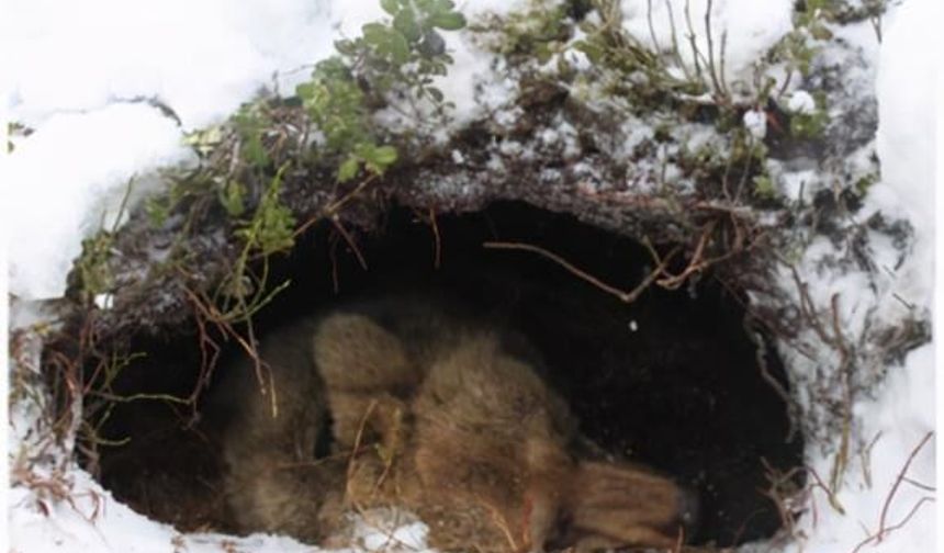 Trabzon’da Kar Yağdı, Ayılar Derin Uykuya Daldı: Doğa Kendi Dengesini Hatırladı