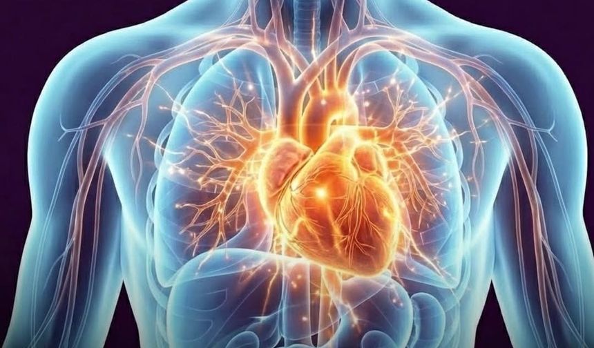 Kalp Krizinde Yeni Şüpheli: Damar Plaklarında Sessizce Bekleyen Bakteriler