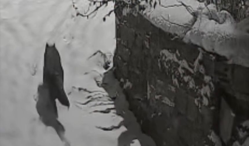 Trabzon’da Kurtlar Yerleşim Alanlarına İndi, Mahallelerde Tedirginlik Arttı