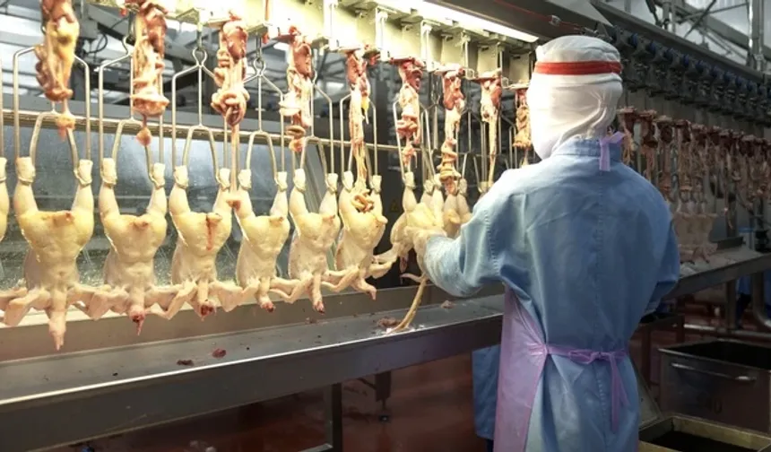 Ticaret Bakanlığı’ndan Tavuk İhracatına Müdahale: Fiyat Artışı Gerekçe Gösterildi